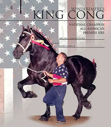 Windermere King Kong - Percheron Stallion